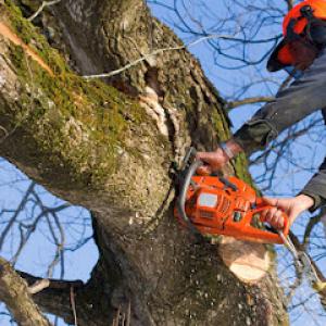 Rich's Complete Tree Service