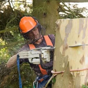 Frank Jastrabek's Tree Service Experts