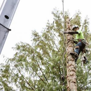 Elite Tree Removal of Columbia