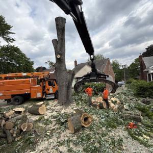 Us Tree Removal