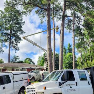Broken Branch Tree Service