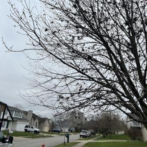 Bee’s Knees Tree Service