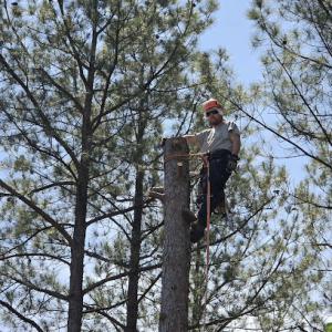 Newton Stump Grinding