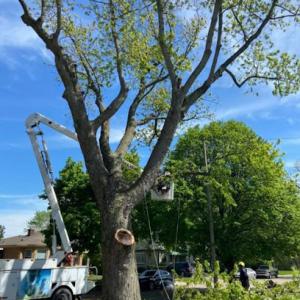 DC Arborcare LLC Tree Removal & Tree Trimming
