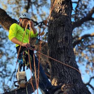 Precise Tree Care & Removal