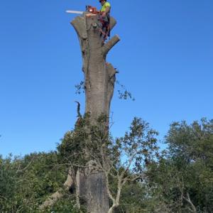 PDM Tree Service