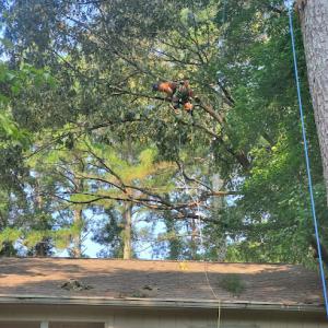 Phenomenal Tree Experts