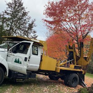 Deans Tree transplanting