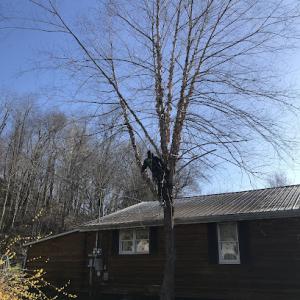 Travis’s tree service