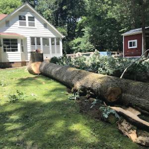 Native Tree Solutions