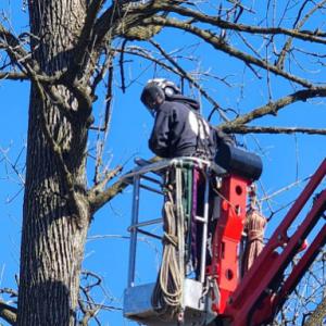 AE Tree Service