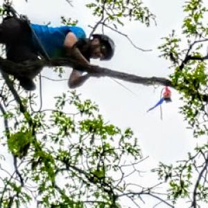 Arborsmith Tree Care