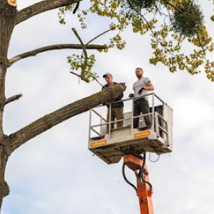 Sayco Tree Service of Rowland Heights