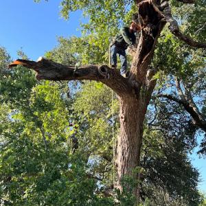 Rosas tree services