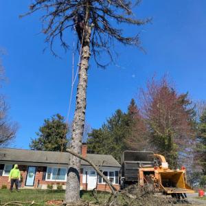 Z&M Tree Service