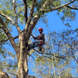A Squirrel Tree Service