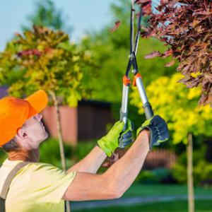 Livermore Tree Service