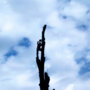 Michael Gay's Tree Solutions