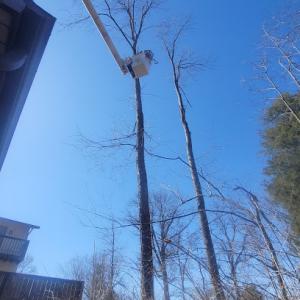 Withers Tree Service