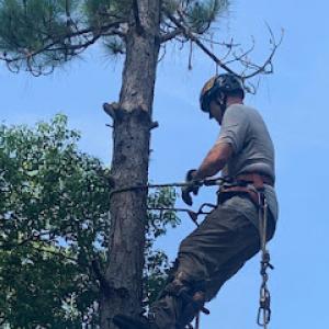Flying Squirrel Tree & Debris Removal