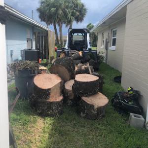 Florida Tree Care Services