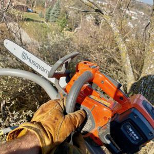 Augusta Tree & Stump Removal Services