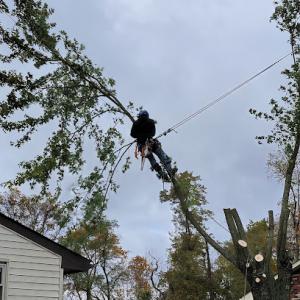 Sapling Tree Service