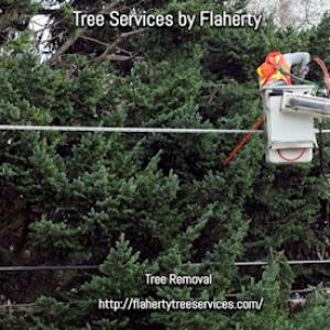 Tree Services by Flaherty