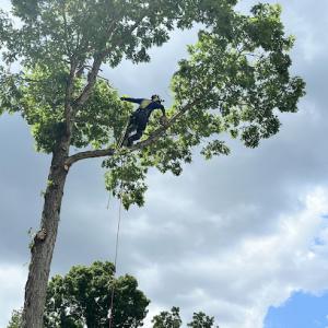 Bald Eagle Tree Solutions