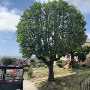 Timberwood Tree Service