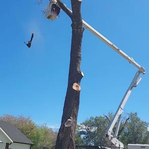Skyline Tree Service