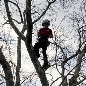 Atlantic Tree Service