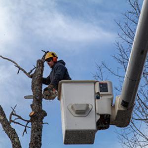 Orion Tree Services