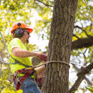 Rojas Tree Service