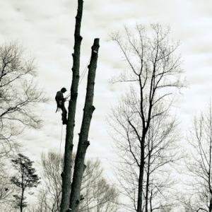 Timber Taskforce Tree Service