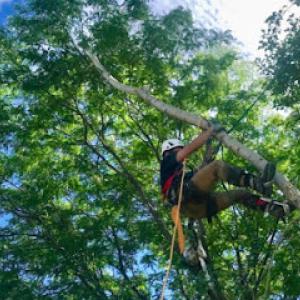 Rivendell Tree Experts