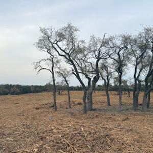 Texas Land Clearing Solutions