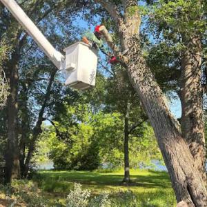El Costeño Tree Service
