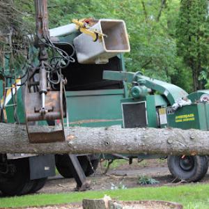 Amberjack Tree Service