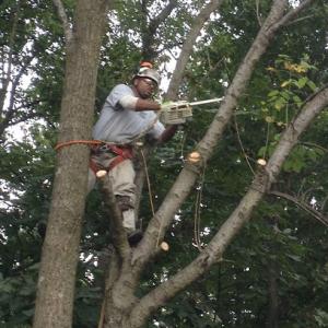Gatling Tree Service