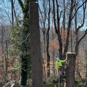 RHC Tree & Landscaping Service