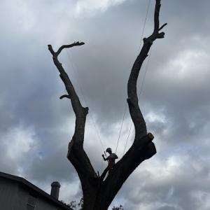 Daniel's Tree & Land Service