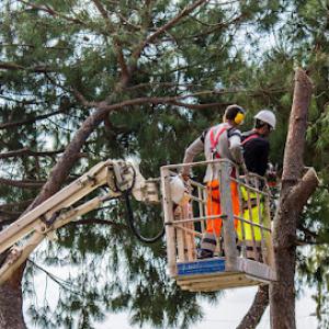 Anchorage Trusted Tree Services
