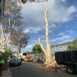 Master Of Tree Care Services