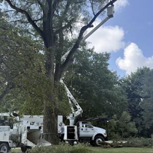 Heartwood Tree & Timber