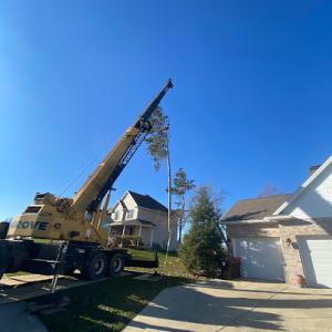 Leveled Up Tree & Crane