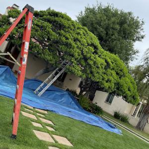 Socal Tree Service