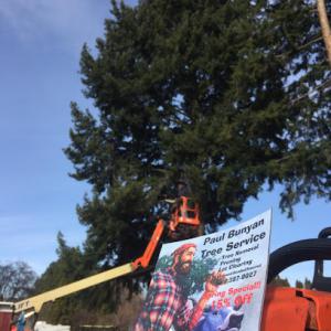 Paul Bunyan Tree Service