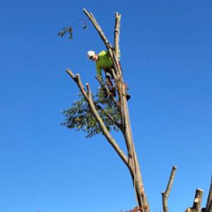 Tree Trimming Solutions