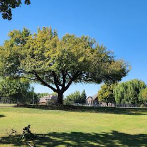 Sam's Tree Service